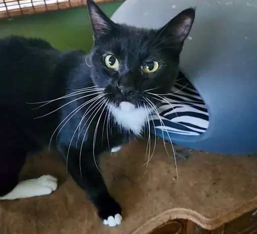 KIKI