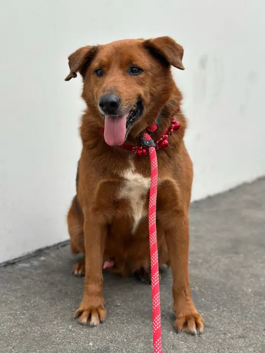 Archie