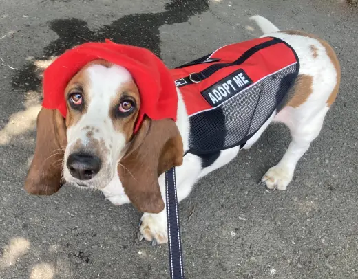 Gus (West Sacramento)