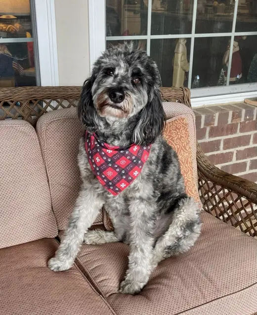 SEAMUS (COURTESY POST)