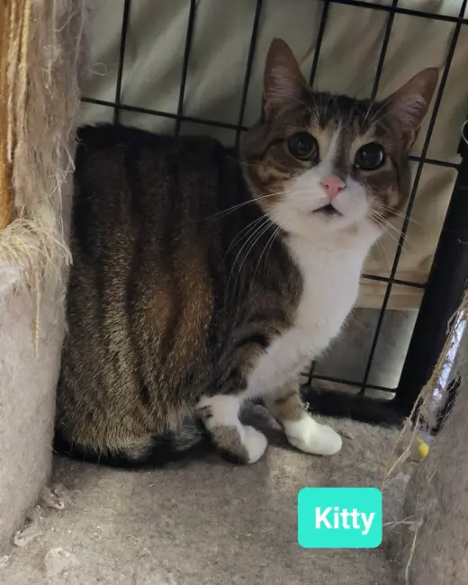 Kitty