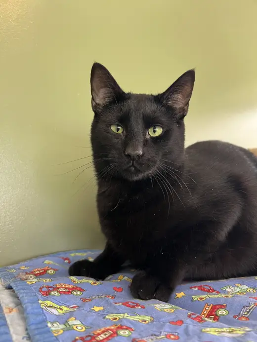 C265 litter Spider (BONDED WITH C265 VIPER)