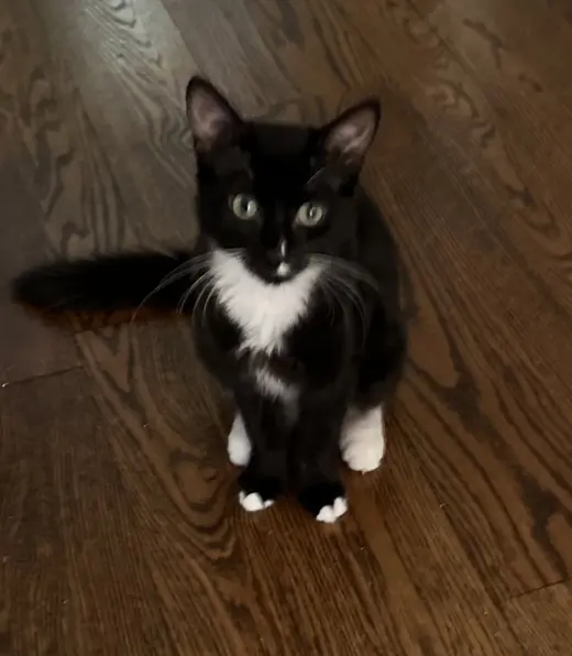 Gina