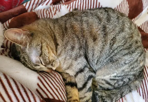 Abby