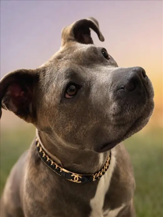 *CHANEL