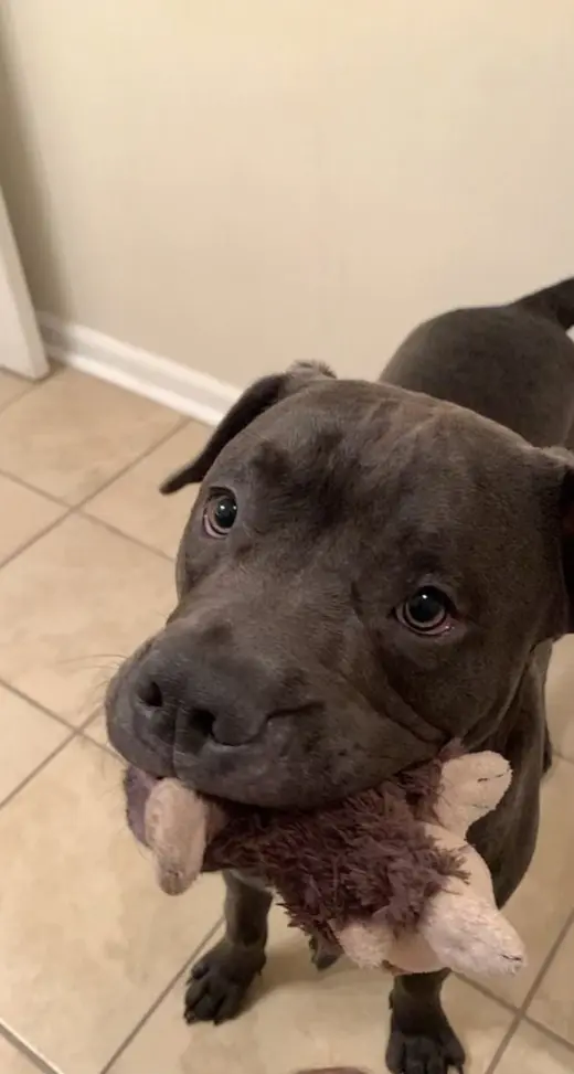 TUCKER (BONDED W/LINCOLN)(BONDED PAIR)
