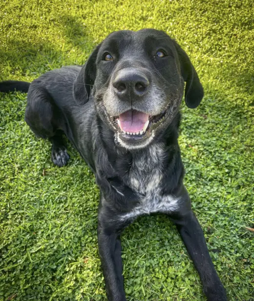 Huckleberry