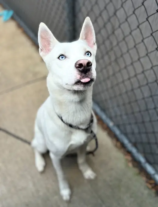 Hachi