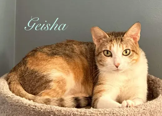 Geisha