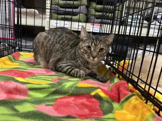 T Kitties : Tipper