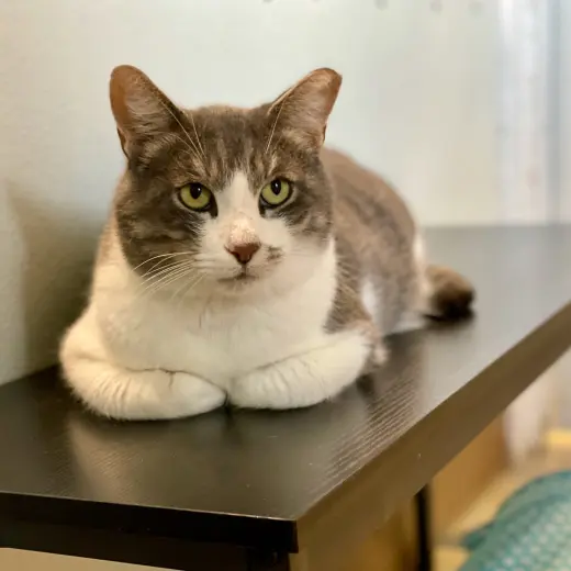 Micah