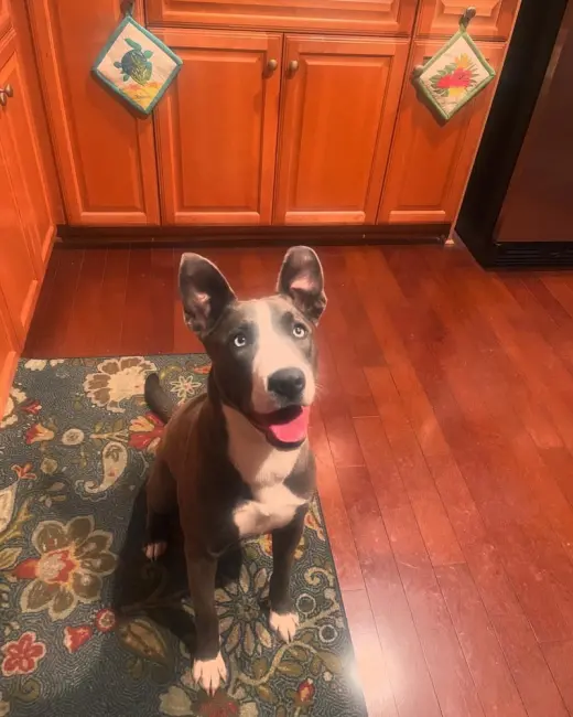 Kira