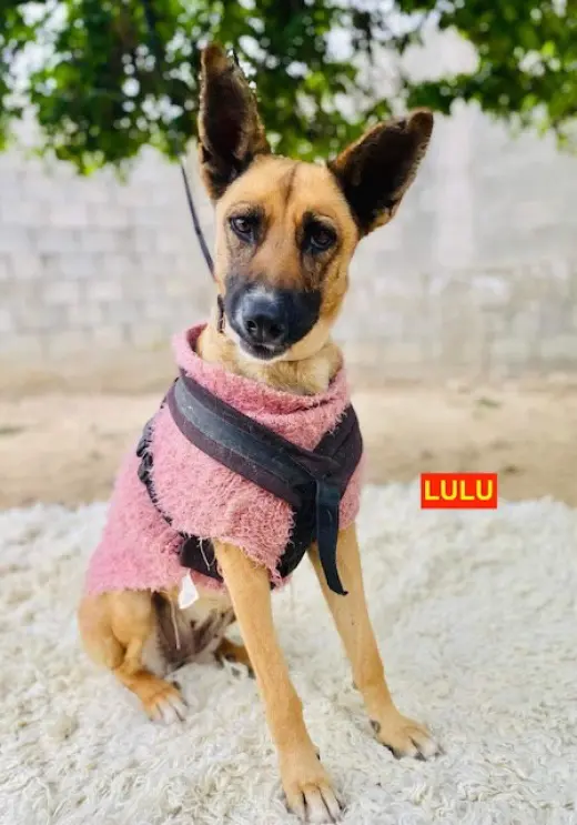LULU