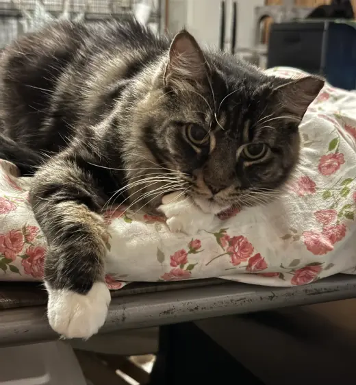 Bella