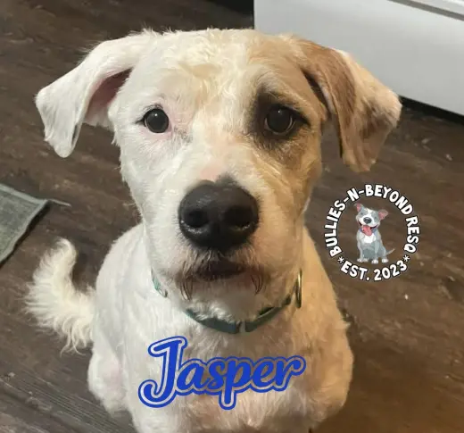 Jasper