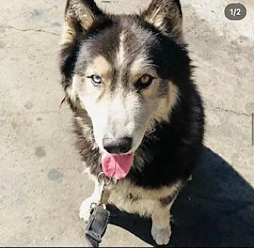 Oso