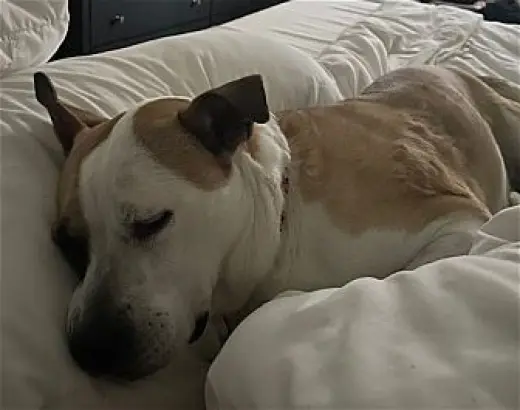 Daisy