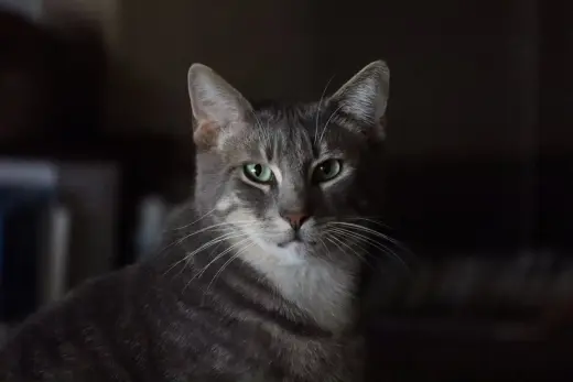 Toby