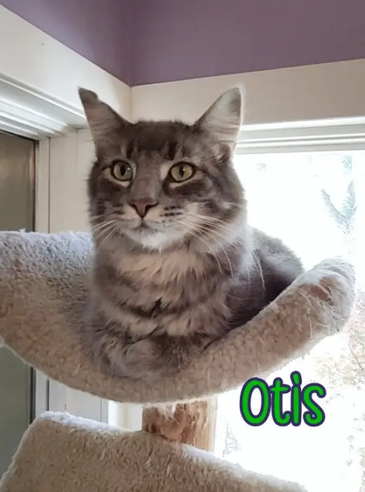 Otis (Bay Bridge #2)