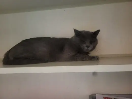 Dusty
