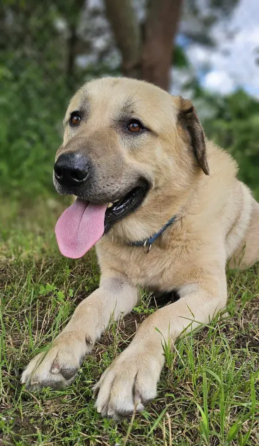 Simon