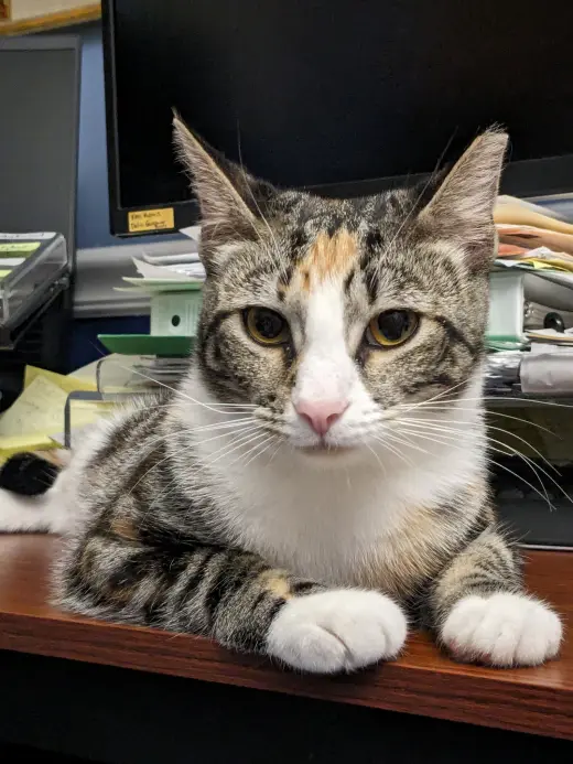 PRISSY (COURTESY POST)