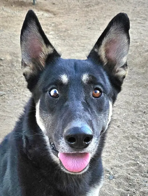Vargo (Courtesy Post) - Foster or Adopt Me