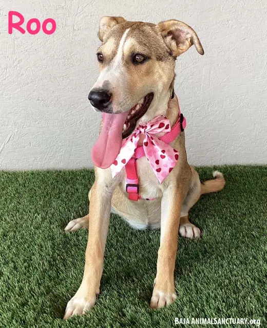Roo