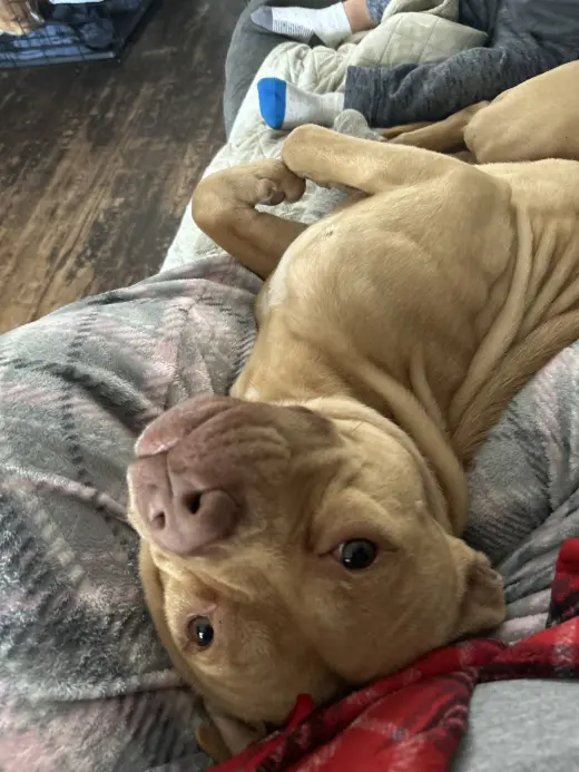 SPARTACUS (COURTESY POST)