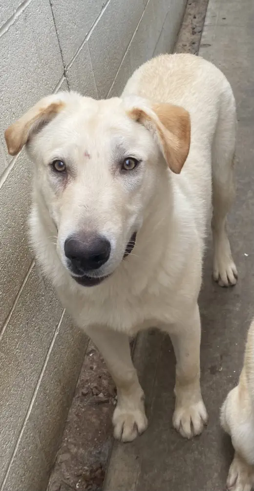Laddie