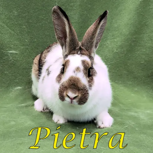 Pietra