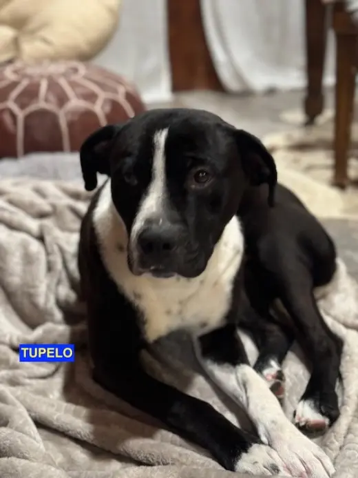 TUPELO