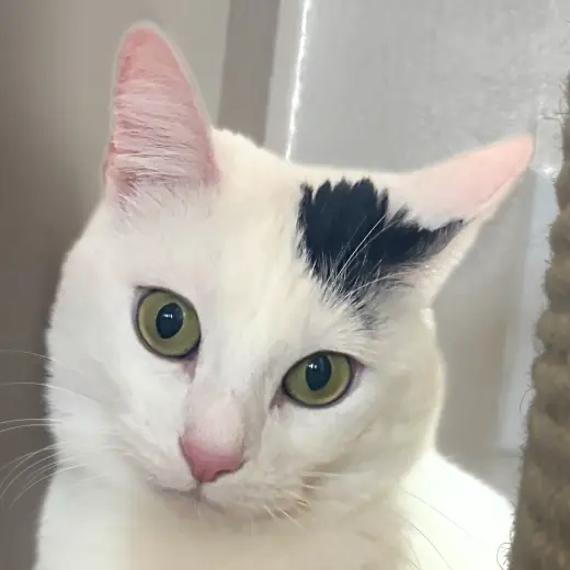 Miss Yvonne