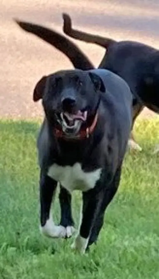 Hera