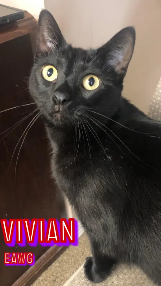 Vivian