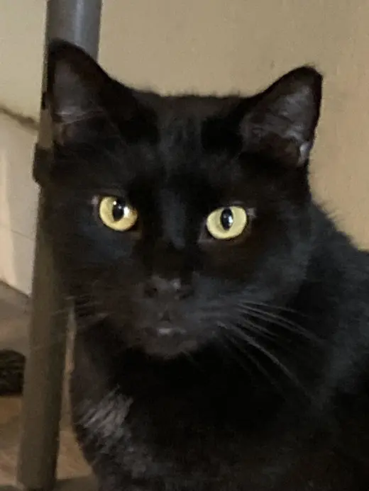 JuJu
