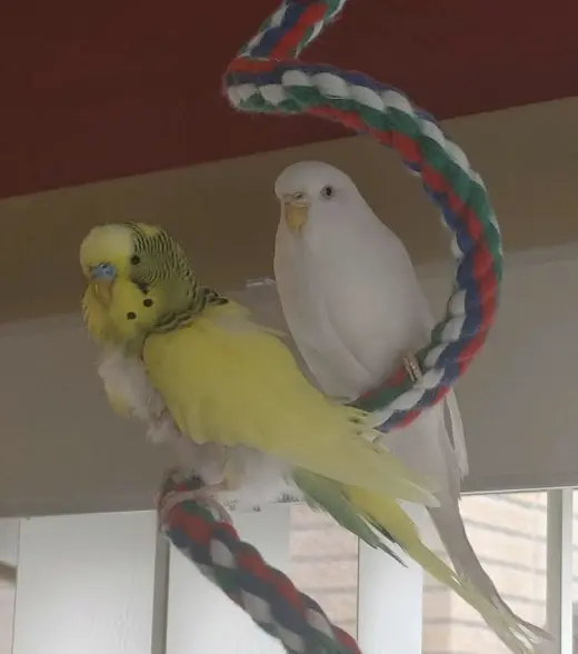 Spring and Snowball