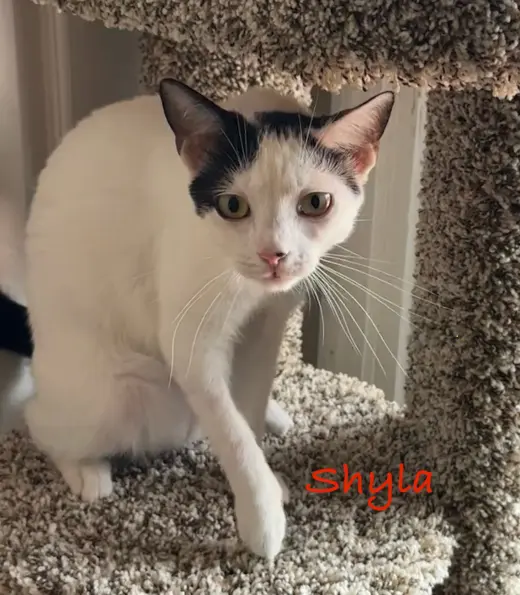 Shyla