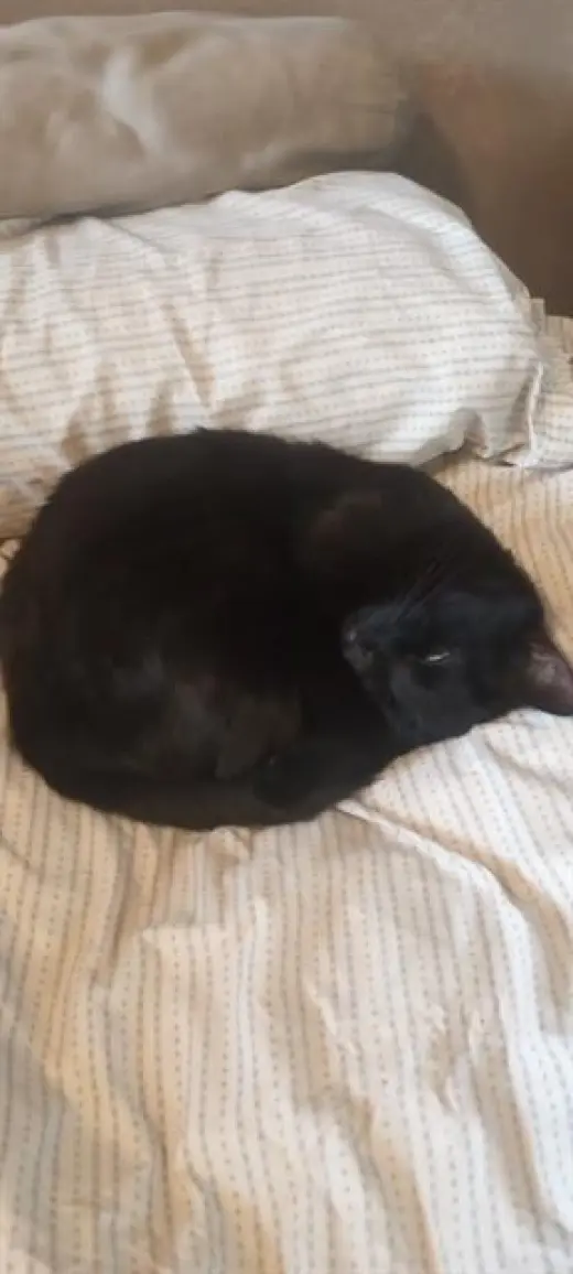 KITTY