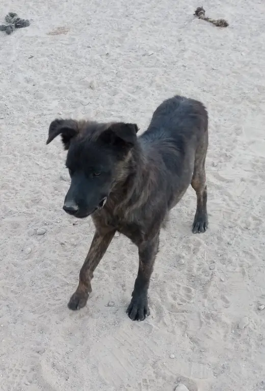 Taz