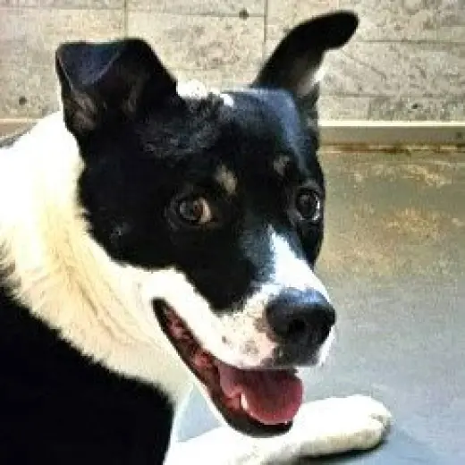 Baby (Courtesy Post) - Adopt Me!