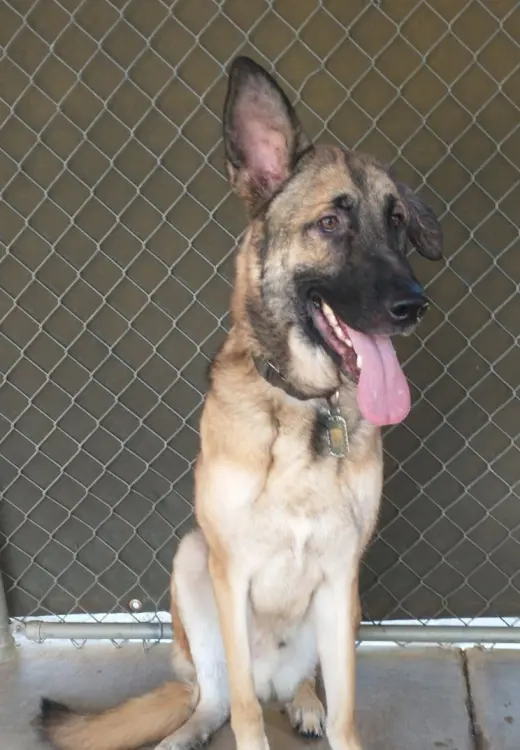 Maverick