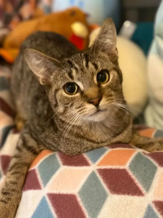 Tigger