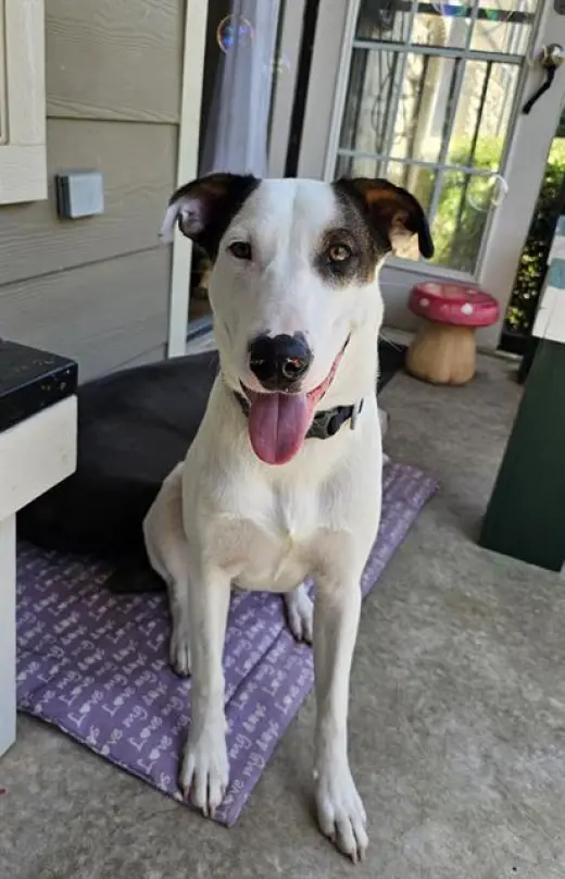 RINGO