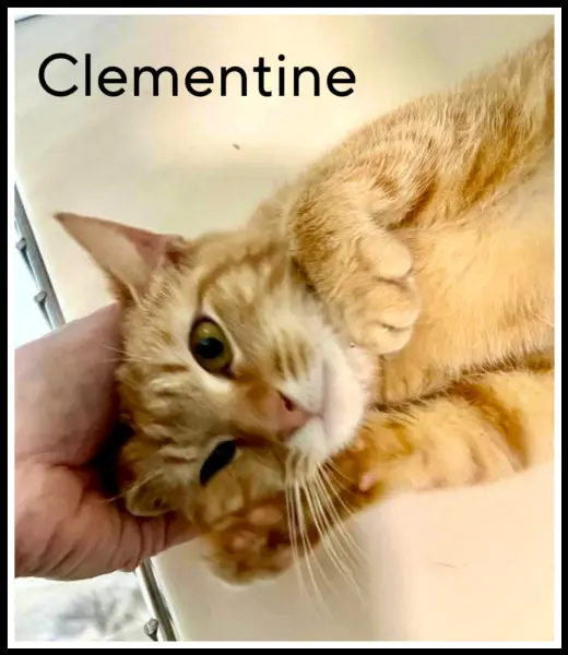 Clementine (FCID# 03/07/2024 - 18) SN food