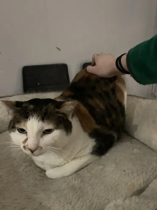 Miss Bean
