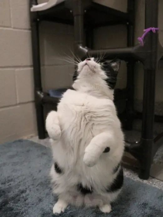 SAM
