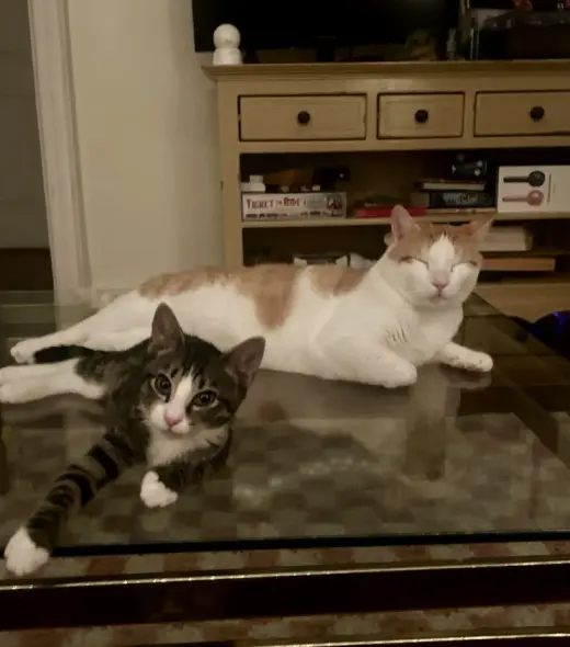 Tony and Ferris