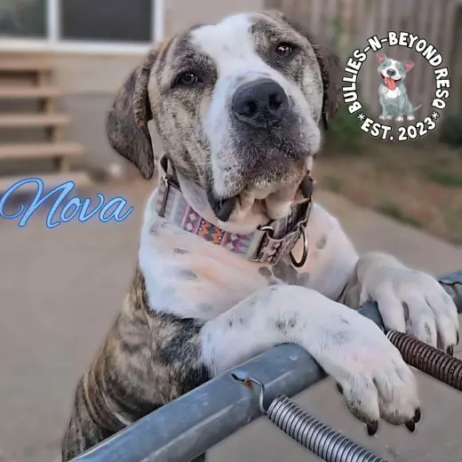Nova
