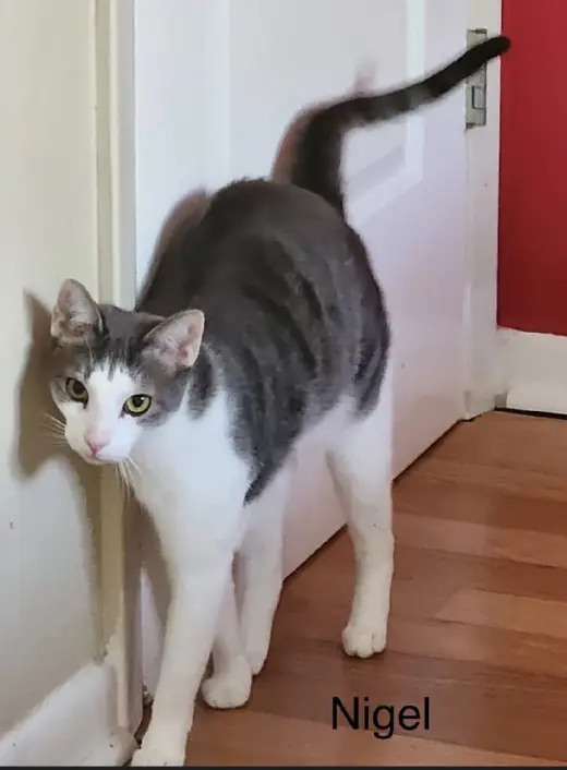 Nigel